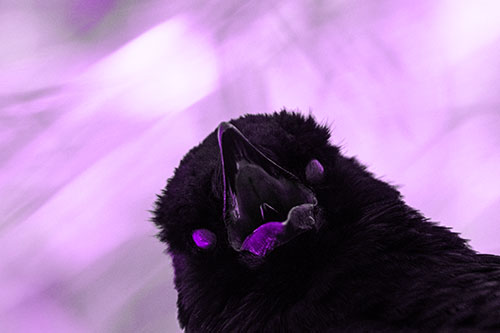 Glazed Eyed Tongue Screaming Crow (Purple Tone Photo)