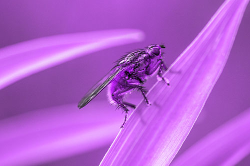 Golden Dung Fly Perched Along Sloping Fescue Grass Blade (Purple Tone)