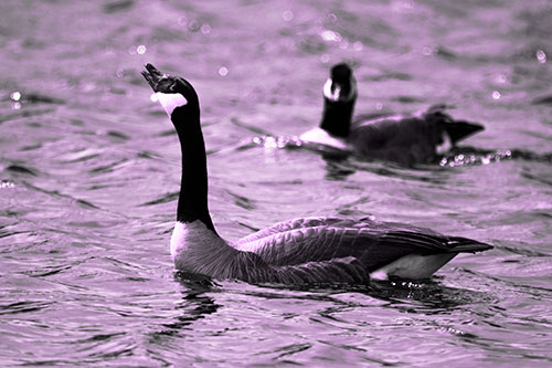Goose Honking Loudly On Lake Water (Purple Tone Photo)