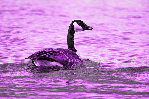 Goose Swimming Down River Water (Purple Tone Photo)