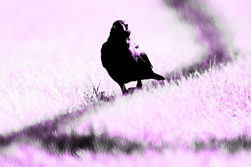 Grackle Bird Walking Down Shadow Line (Purple Tone Photo)