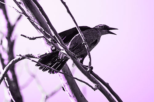 Grackle Croaks Along Slanted Tree Branch (Purple Tone Photo)