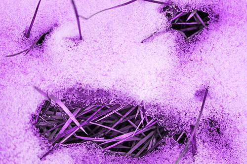 Grass Blade Face Pierces Through Melting Snow (Purple Tone Photo)