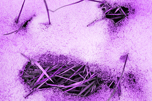 Grass Blade Face Pierces Through Melting Snow (Purple Tone)
