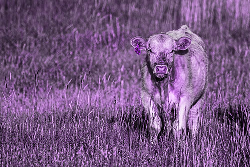 Grass Chewing Cow Spots Intruder (Purple Tone Photo)