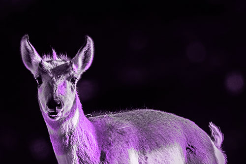 Grass Chewing Pronghorn Watches Ahead (Purple Tone Photo)