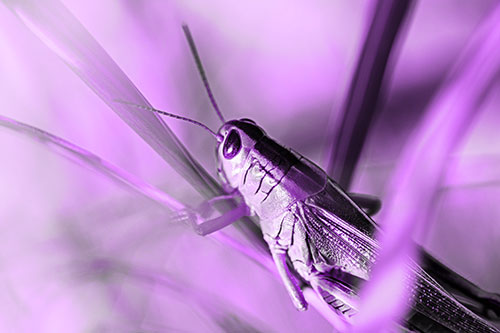 Grasshopper Clasps Ahold Multiple Grass Blades (Purple Tone Photo)