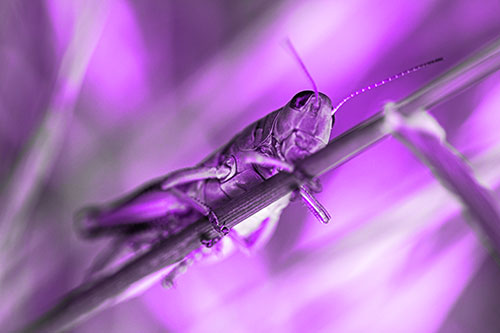 Grasshopper Cuddles Grass Blade Tightly (Purple Tone Photo)