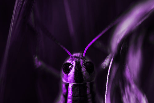 Grasshopper Holds Tightly Among Windy Grass Blades (Purple Tone Photo)