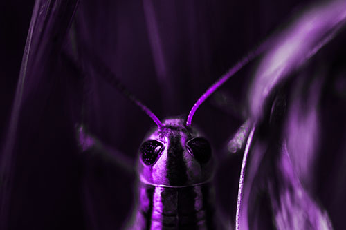 Grasshopper Holds Tightly Among Windy Grass Blades (Purple Tone)