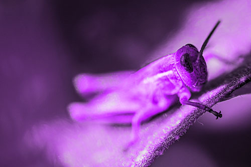 Grasshopper Laying Down Atop Leaf Petal (Purple Tone Photo)