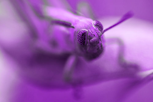Grasshopper Perched Atop Plant Leaf (Purple Tone Photo)