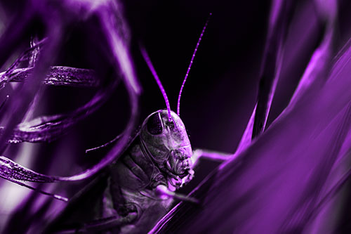 Grasshopper Perched Between Dead And Alive Grass (Purple Tone)