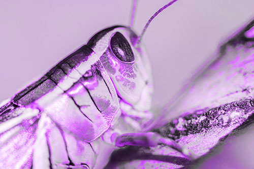 Grasshopper Rests Atop Ascending Branch (Purple Tone Photo)