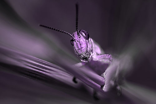Grasshopper Rides Grass Blades Among Wind (Purple Tone)