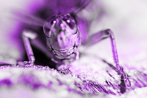 Grasshopper Smiles Among Tree Stump (Purple Tone Photo)
