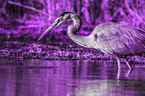 Great Blue Heron Beak Dripping Water (Purple Tone)