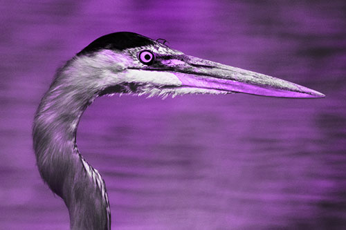 Great Blue Heron Beyond Water Reed Grass (Purple Tone Photo)