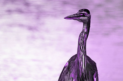 Great Blue Heron Glancing Among River (Purple Tone Photo)