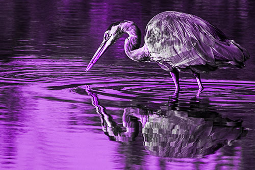 Great Blue Heron Snatches Pond Fish (Purple Tone Photo)