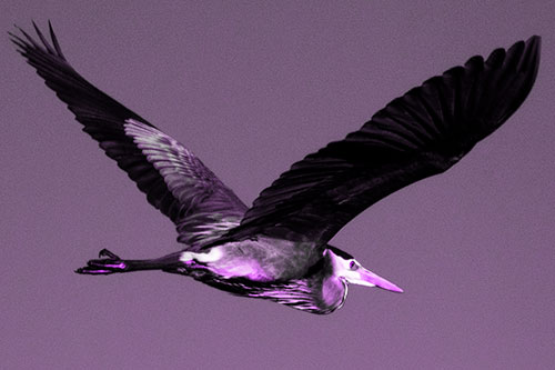 Great Blue Heron Soaring The Sky (Purple Tone)