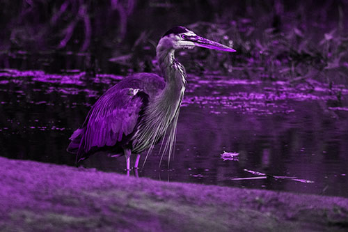 Great Blue Heron Standing Among Shallow Water (Purple Tone Photo)