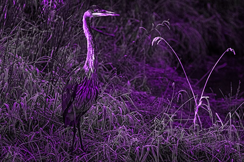 Great Blue Heron Standing Tall Among Feather Reed Grass (Purple Tone Photo)