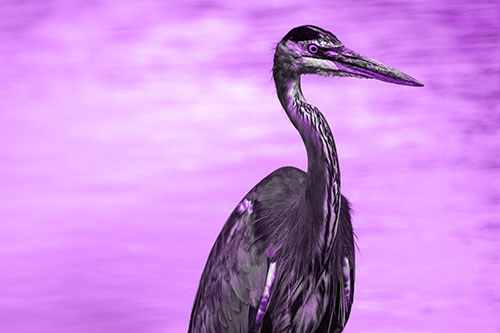 Great Blue Heron Standing Tall Among River Water (Purple Tone Photo)