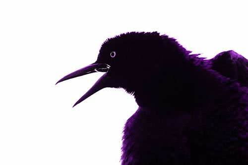Great Tailed Grackle Croaks Among Sunlight (Purple Tone)