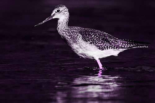 Greater Yellowlegs Bird Leaning Forward On Water (Purple Tone Photo)