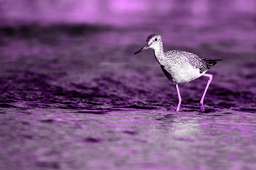 Greater Yellowlegs Bird Walking On River Water (Purple Tone Photo)