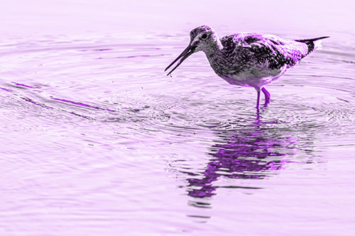 Greater Yellowlegs Fishing Among Shallow Water (Purple Tone)