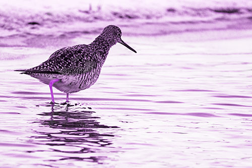 Greater Yellowlegs Walking Along Shallow Water (Purple Tone Photo)