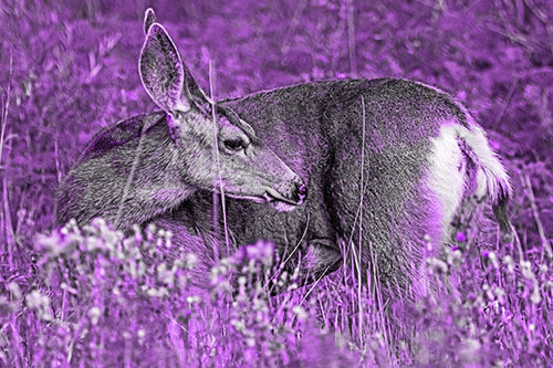 Grooming Mule Deer Bending Backwards Among Vegetation (Purple Tone)