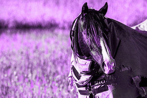 Hair Bang Horse Glancing Sideways In Coat (Purple Tone Photo)