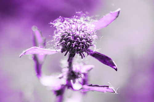 Hairy Gumplant Flower Embracing Sunshine (Purple Tone Photo)