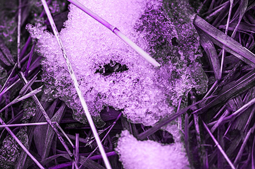 Half Melted Ice Face Smirking Among Reed Grass (Purple Tone Photo)