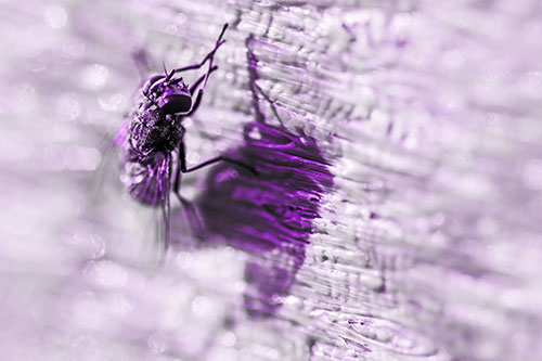 Hand Rubbing Cluster Fly Cleansing Self (Purple Tone Photo)