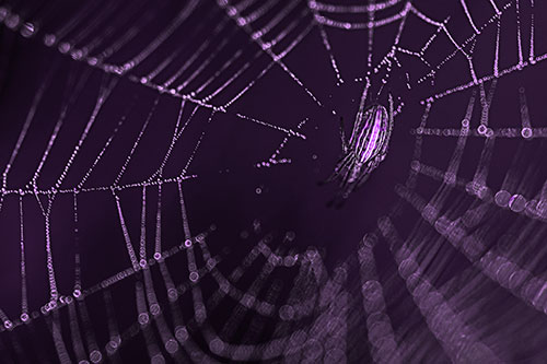 Hanging Orb Weaver Spider Perched Among Dew Covered Web (Purple Tone Photo)