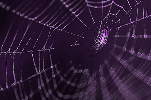 Hanging Orb Weaver Spider Perched Among Dew Covered Web (Purple Tone)
