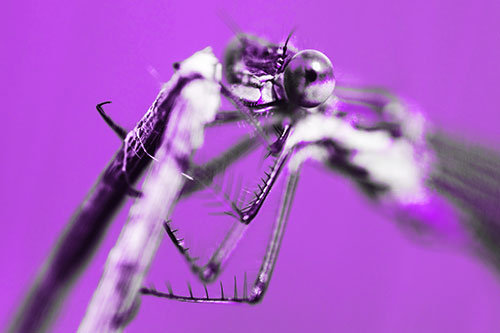Happy Faced Dragonfly Clings Onto Broken Stick (Purple Tone Photo)