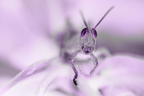Happy Grasshopper Smiling Among Sneezeweed Leaves (Purple Tone)