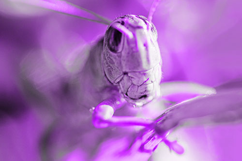 Happy Grasshopper Smiling Among Sunlight (Purple Tone Photo)