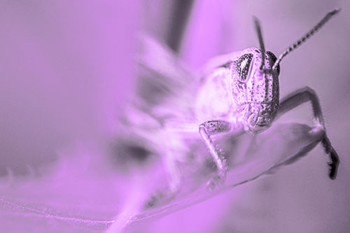 Happy Grasshopper Standing Among Sloping Leaf (Purple Tone)