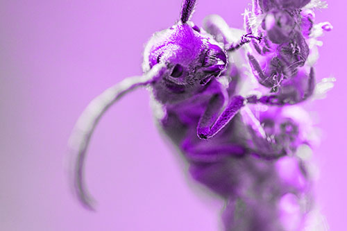 Happy Milkweed Beetle Climbing Fuzzy Plant (Purple Tone)