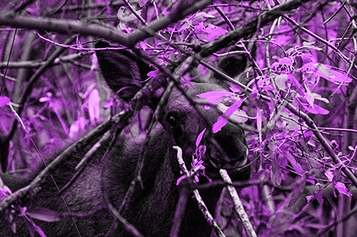 Happy Moose Smiling Behind Tree Branches (Purple Tone Photo)