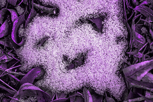 Happy Snow Face Among Dead Twisted Leaves (Purple Tone Photo)