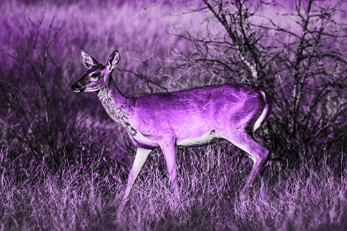 Happy White Tailed Deer Enjoying Stroll Through Grass (Purple Tone Photo)