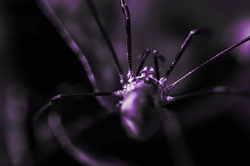 Harvestmen Spider Crawling Among Dead Leaves (Purple Tone Photo)