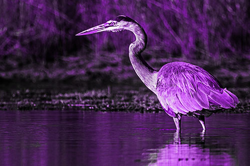 Head Tilting Great Blue Heron Hunting For Fish (Purple Tone Photo)